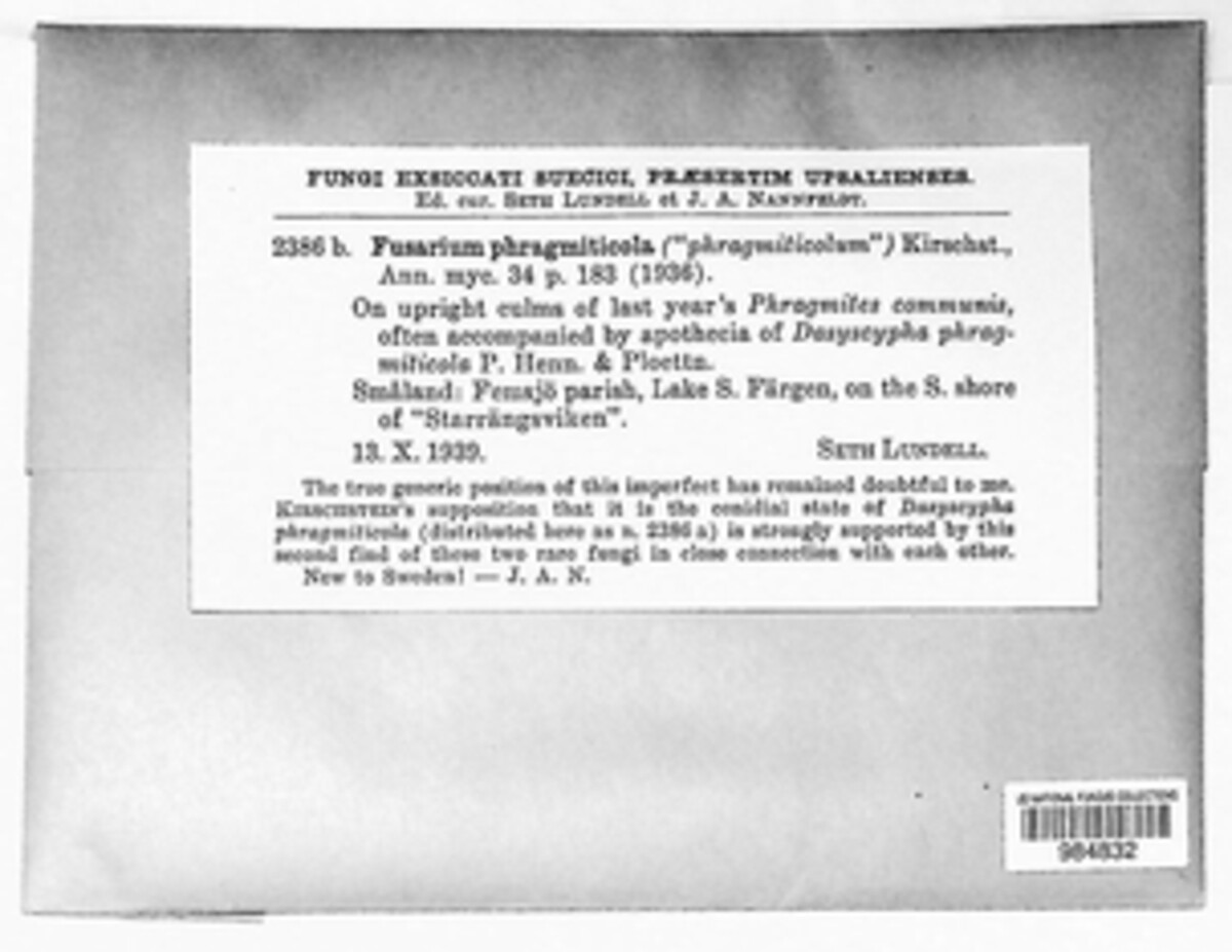 Fusarium phragmiticola image